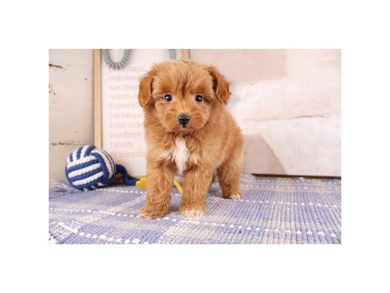 [#15129] Red Male Aussiepoo Puppies For Sale #2