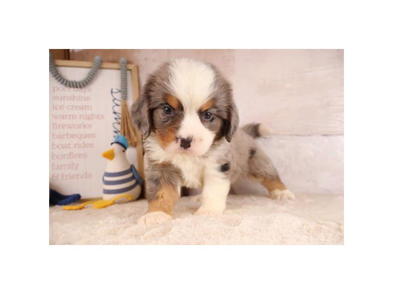 [#15130] Blue Merle / Tan Male Miniature Bernese Mountain Dog Puppies For Sale #2