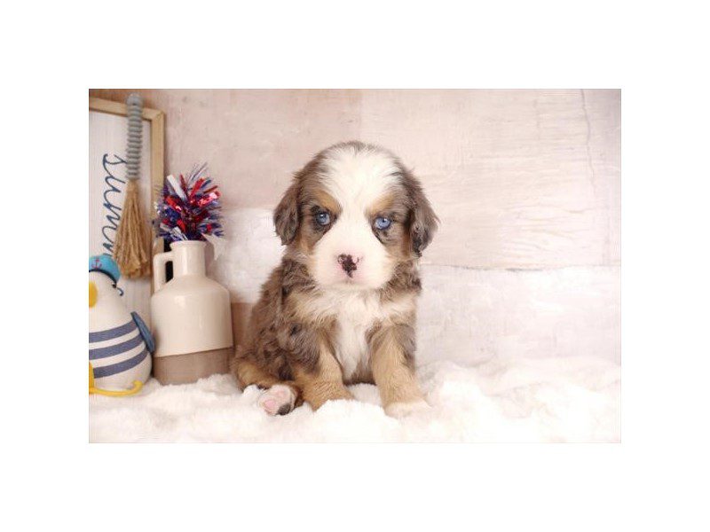 [#15131] Blue Merle / Tan Male Miniature Bernese Mountain Dog Puppies For Sale #2
