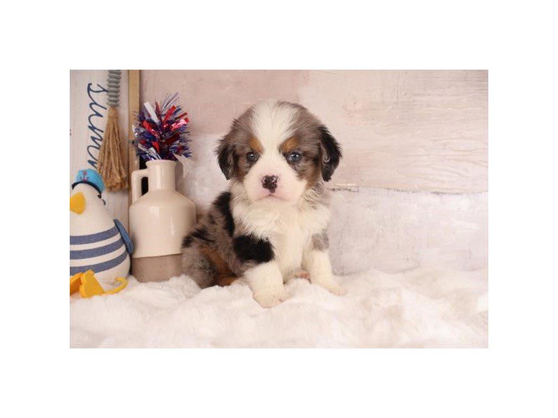 [#15132] Blue Merle / Tan Male Miniature Bernese Mountain Dog Puppies For Sale #2