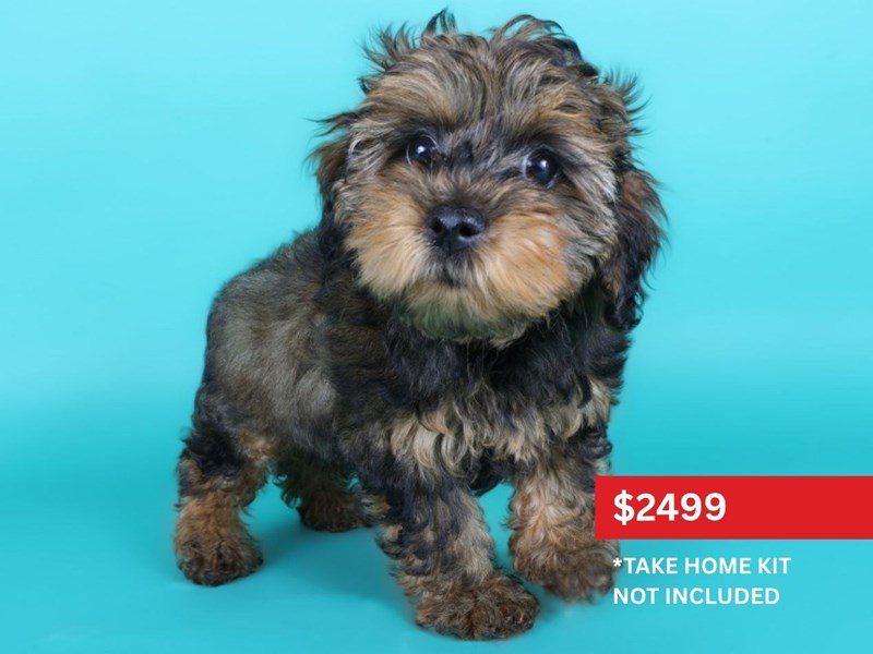 Yorkiepoo in Ashburn, VA
