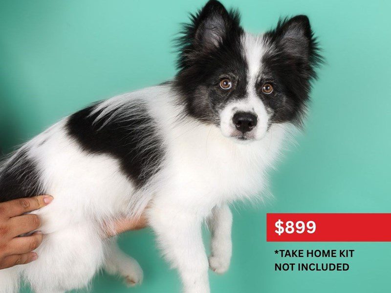 [#15020] Black / White Male Pomsky Puppies For Sale #5