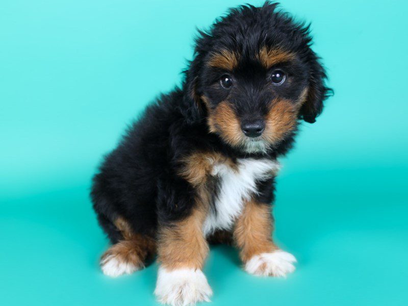 [#15128] Tri-Colored Male Aussiepoo Puppies For Sale #3
