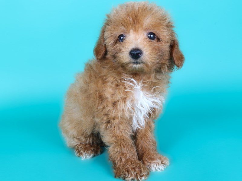 [#15129] Red Male Aussiepoo Puppies For Sale #3