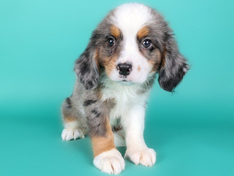 [#15130] Blue Merle / Tan Male Miniature Bernese Mountain Dog Puppies For Sale #3