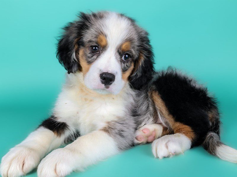 Miniature Bernese Mountain Dog-Dog-Male-Blue Merle / Tan-5125781-XO PUPS