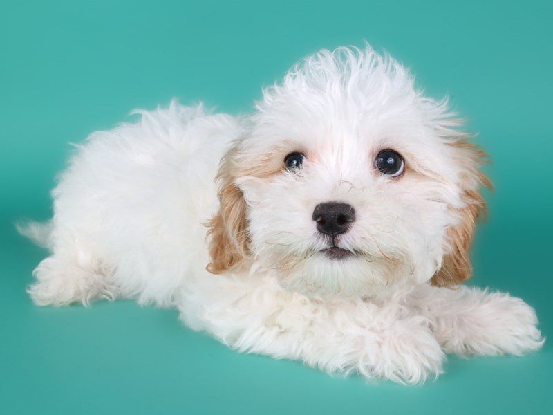 [#15107] Cream/White Female Shihpoo Puppies For Sale #2