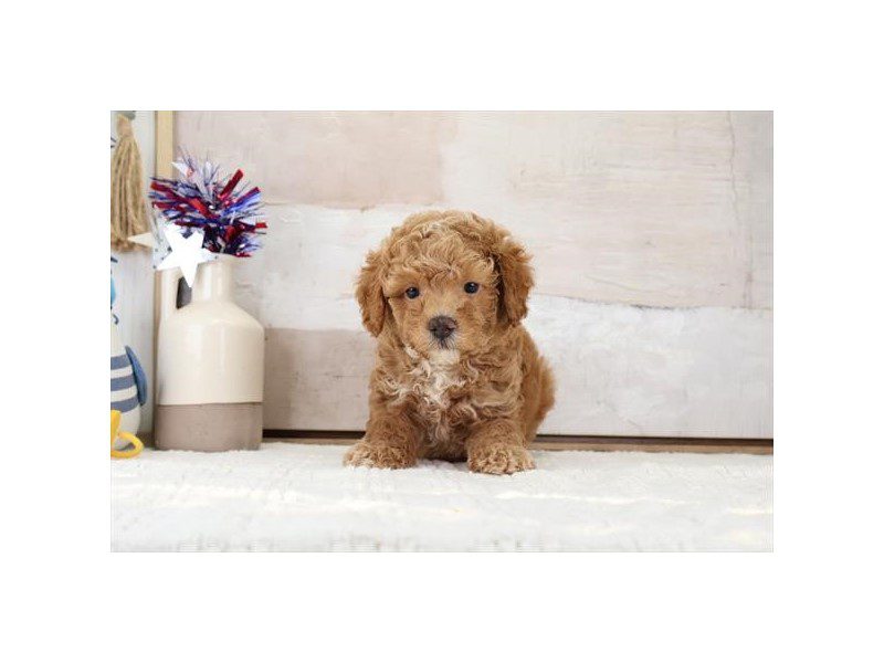 [#15133] Apricot Male Miniature Poodle Puppies For Sale #2