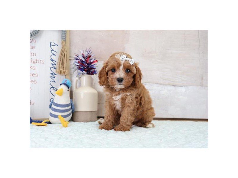 [#15134] Red Female Cavapoo Puppies For Sale #2