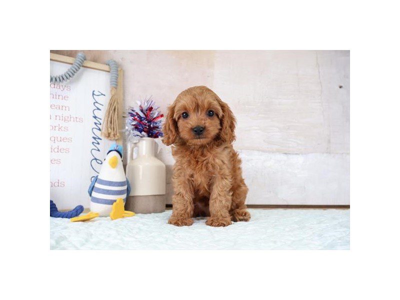[#15135] Red Male Cavapoo Puppies For Sale #2