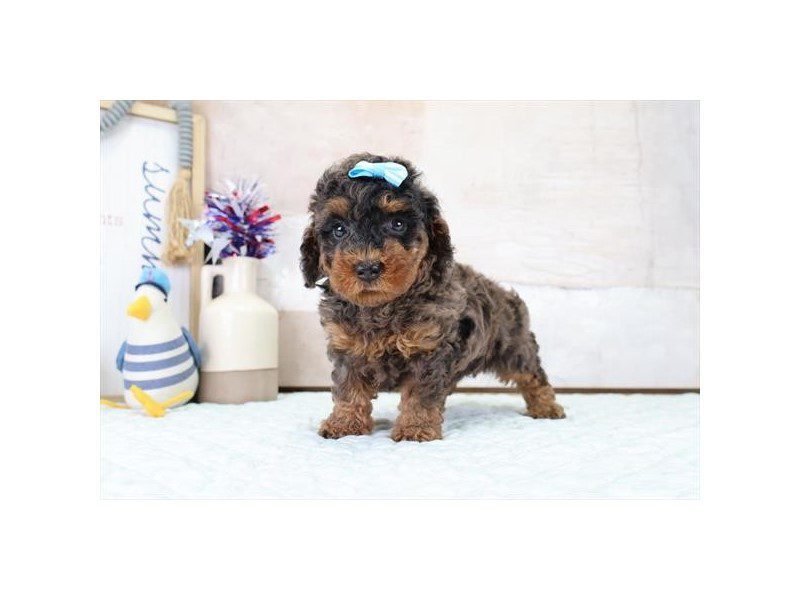 [#15136] Blue Merle Female Toy Poodle Puppies For Sale #2