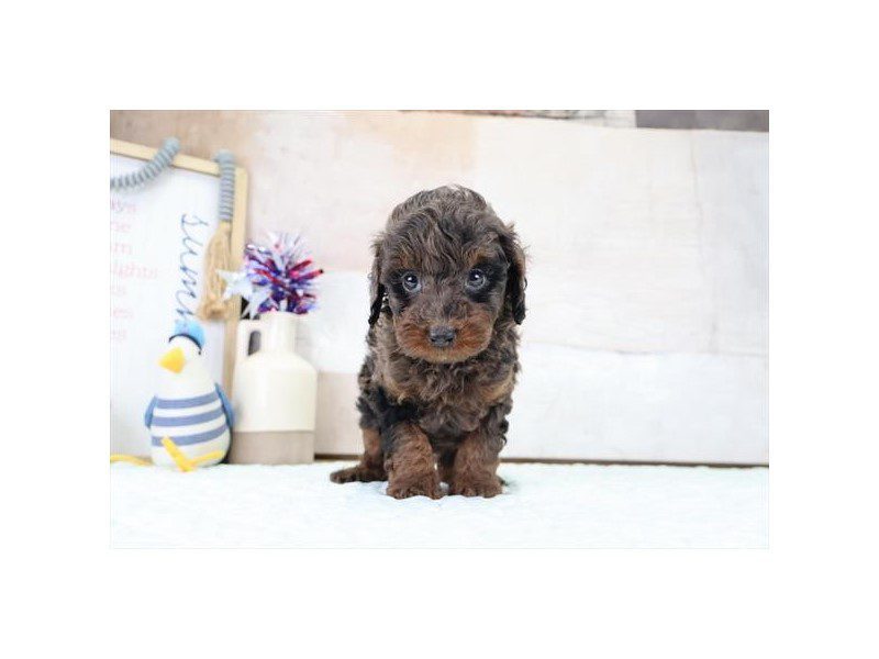 [#15137] Blue Merle Male Toy Poodle Puppies For Sale #2