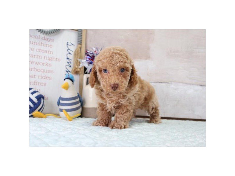 [#15138] Apricot Male Toy Poodle Puppies For Sale #2