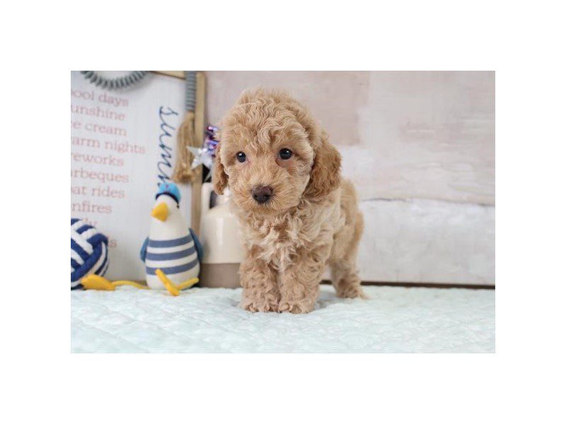 [#15139] Apricot Male Toy Poodle Puppies For Sale #2