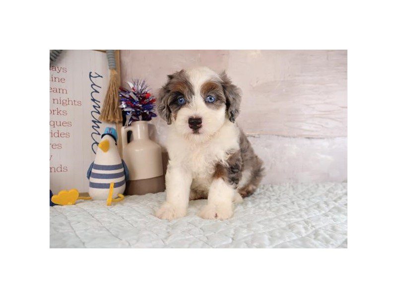 [#15140] Blue Merle / White Male Miniature Bernedoodle Puppies For Sale #2