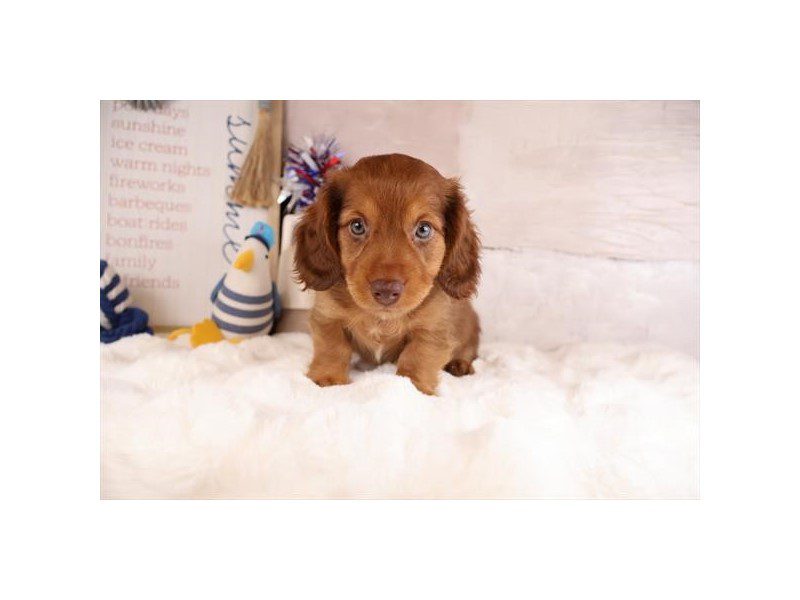 [#15141] Chocolate / Tan Male Dachshund Puppies For Sale #2