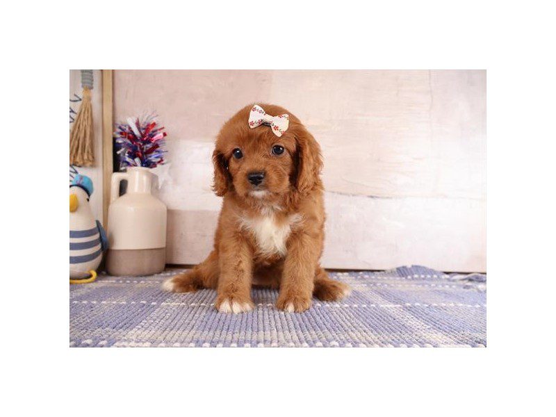 [#15142] Red Female Cavapoo Puppies For Sale #2