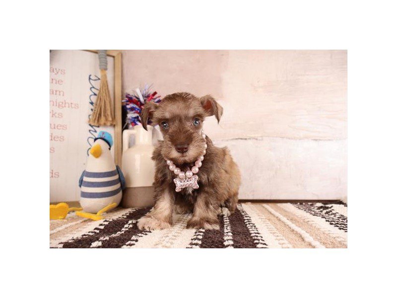 [#15143] Liver Female Miniature Schnauzer Puppies For Sale #2