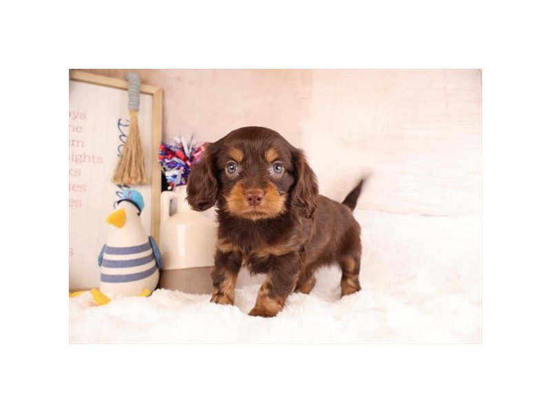 [#15144] Chocolate / Tan Male Cavapoo Puppies For Sale #2