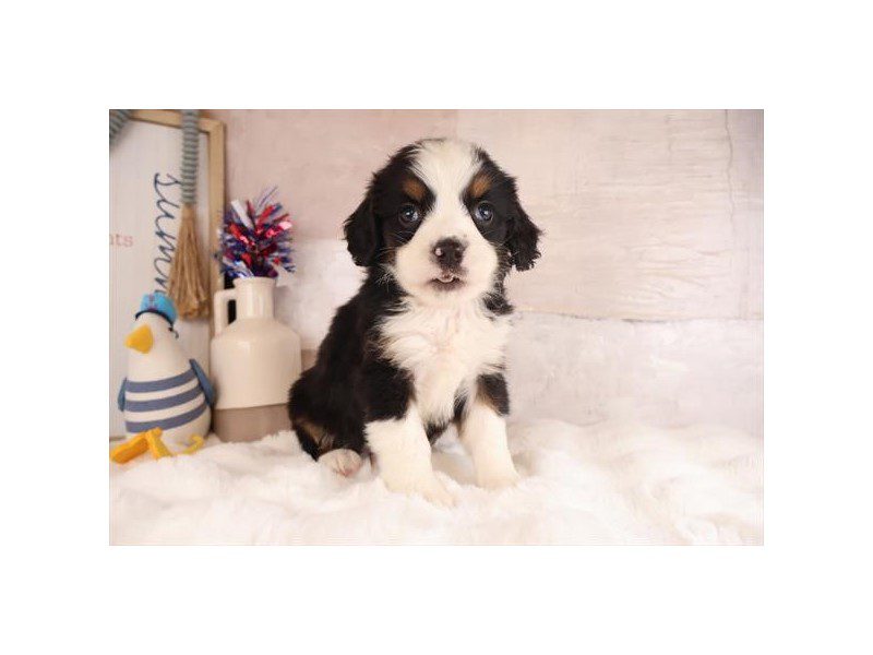 [#15145] Tri-Colored Male Miniature Bernese Mountain Dog Puppies For Sale #2