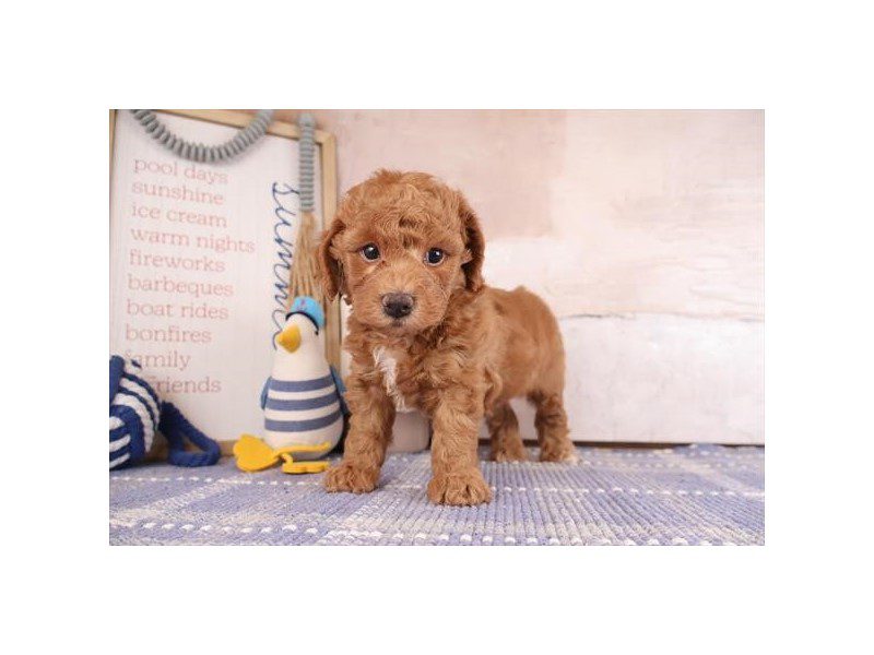 [#15146] Red Male Miniature Bernedoodle 2nd Gen Puppies For Sale #2