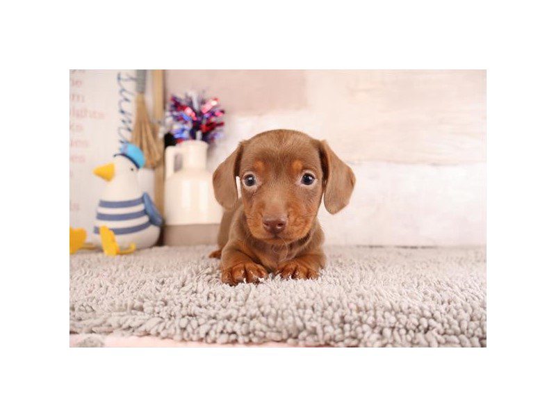 [#15147] Chocolate / Tan Male Dachshund Puppies For Sale #2