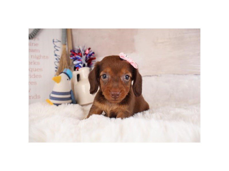 [#15148] Chocolate / Tan Female Dachshund Puppies For Sale #2
