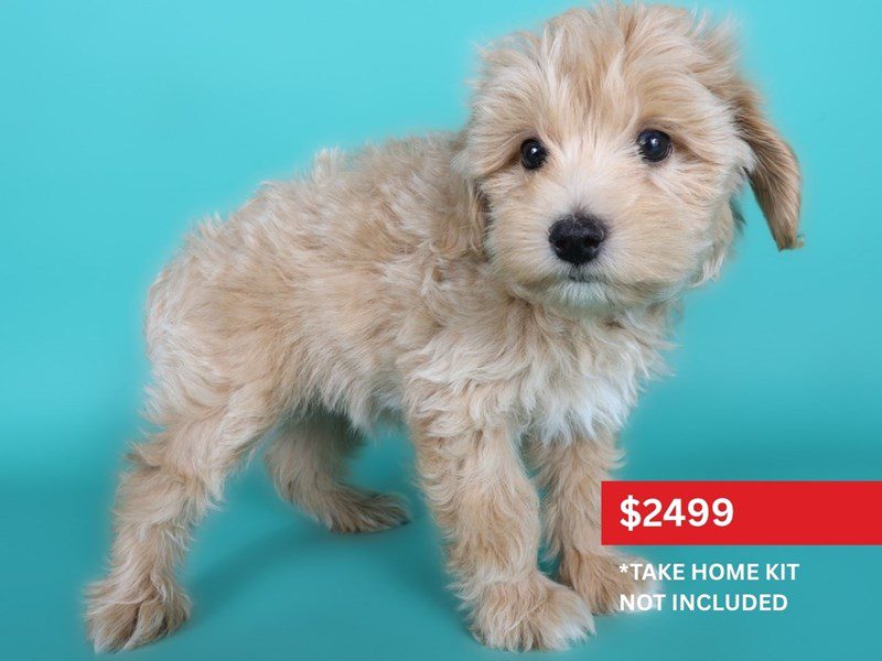 [#15097] Apricot Male Aussiepoo Puppies For Sale #4