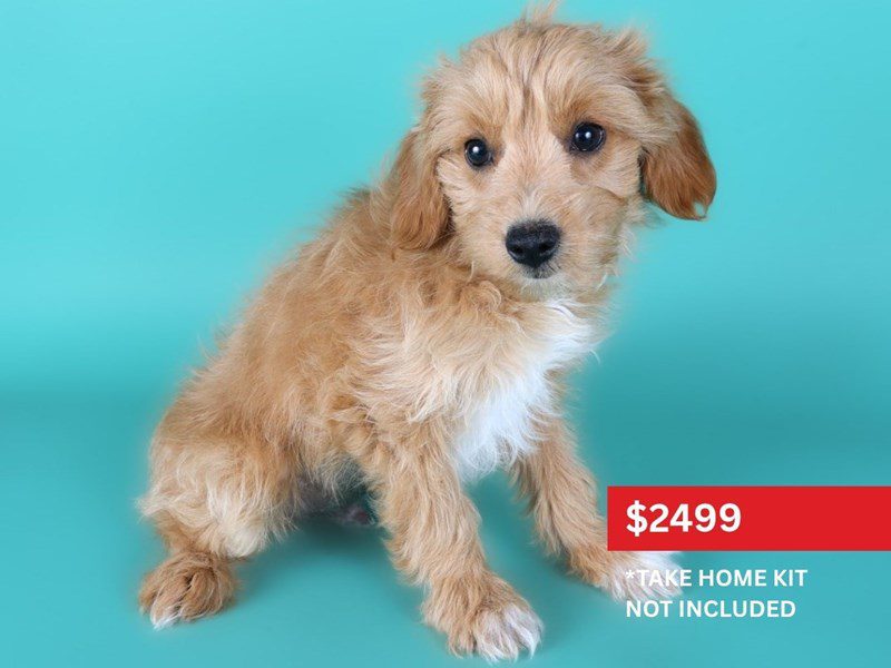 [#15118] Apricot Male Aussiepoo Puppies For Sale #4