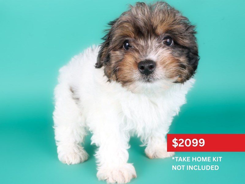 [#15080] Chocolate Sable Parti Male Yorkiepoo Puppies For Sale #3