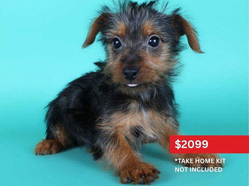[#15122] Black/Tan Male Silky Terrier Puppies For Sale #3