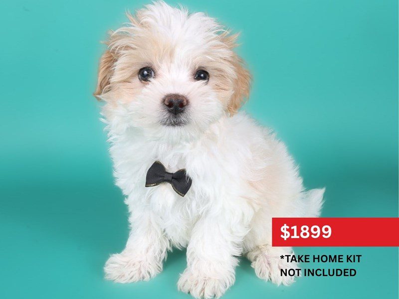 [#15071] Apricot & White Parti Male Maltipoo Puppies For Sale #3