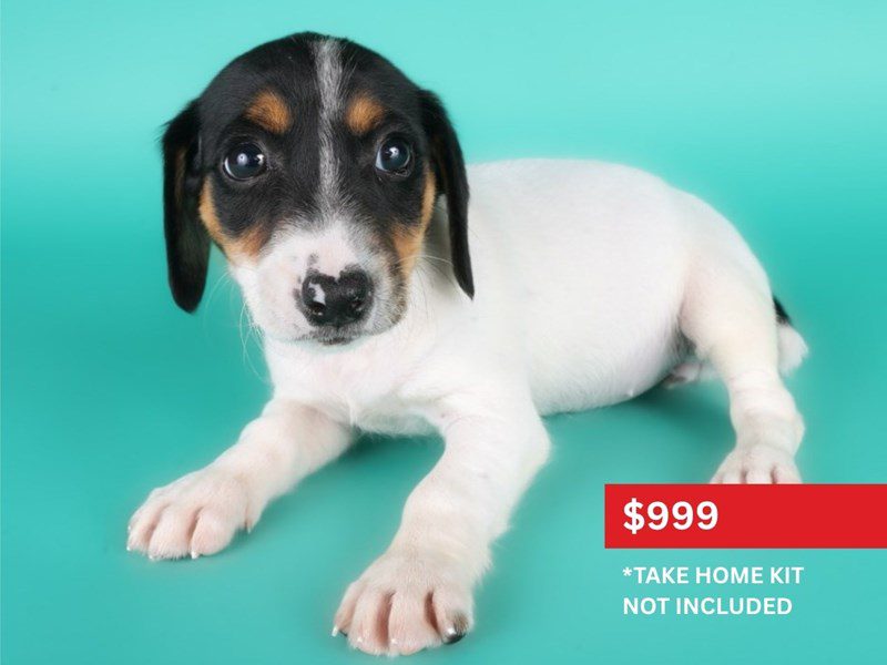 Jack Russell Terrier-Dog-Female-Black White / Tan-5116303-XO PUPS