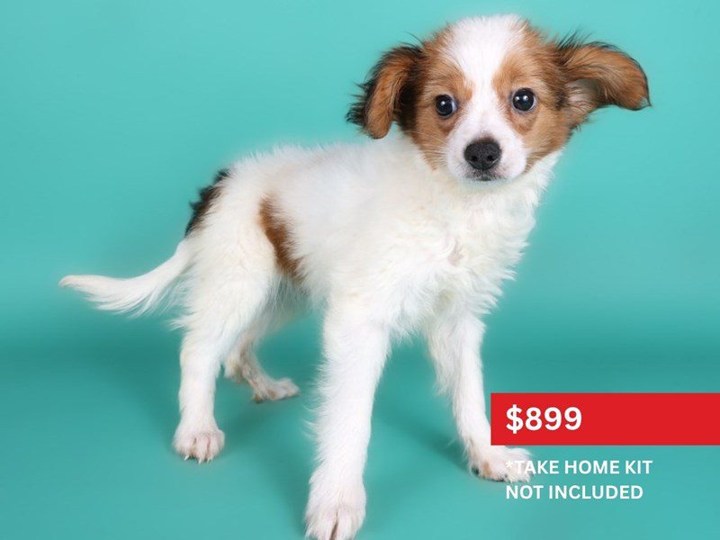 [#15101] Sable & White Male Papillon Puppies For Sale #3