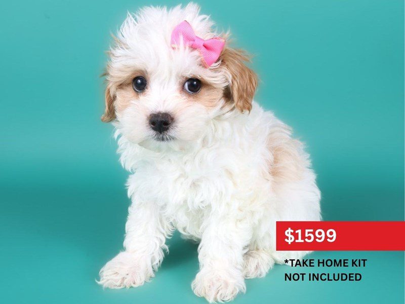 [#15072] Apricot & White Parti Female Maltipoo Puppies For Sale #4