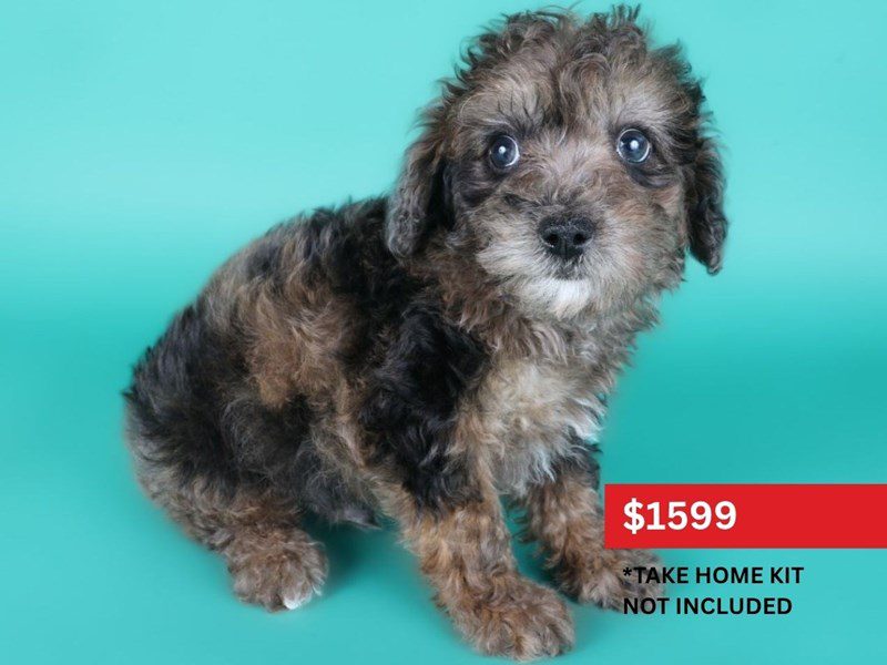 Toy Poodle-Dog-Male-Blue Merle-5116307-XO PUPS