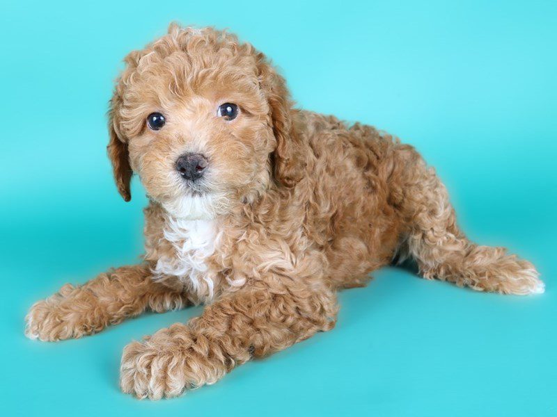 [#15133] Apricot Male Miniature Poodle Puppies For Sale #3