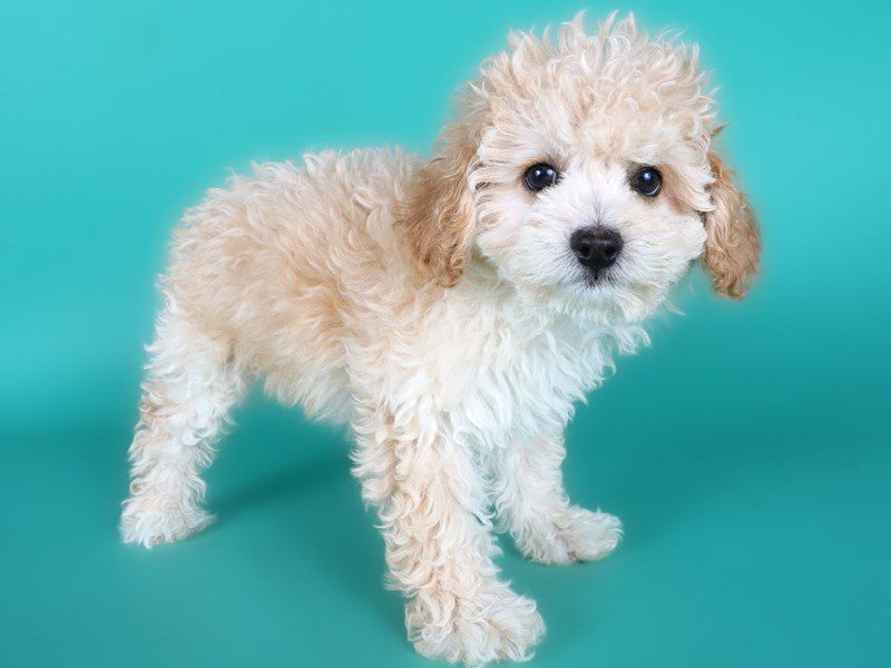Cavapoo in Leesburg, VA