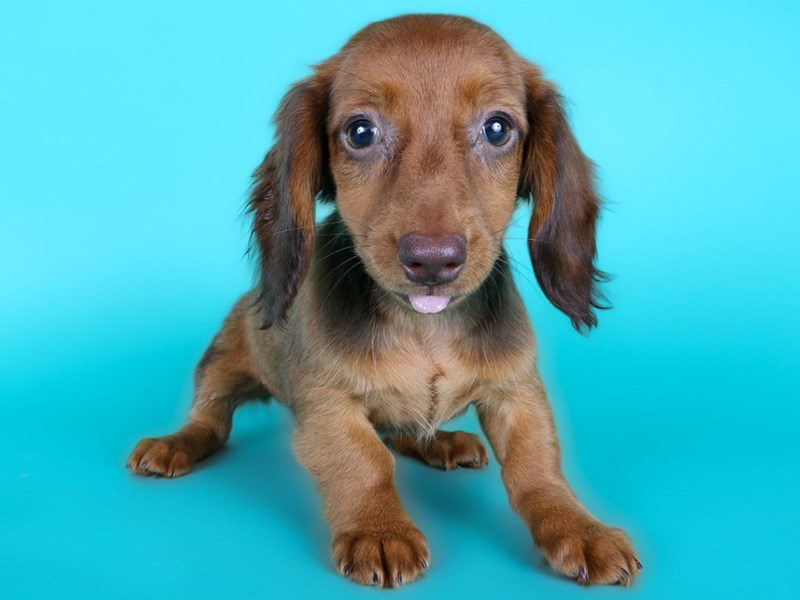 [#15148] Chocolate / Tan Female Miniature Dachshund Puppies For Sale #3