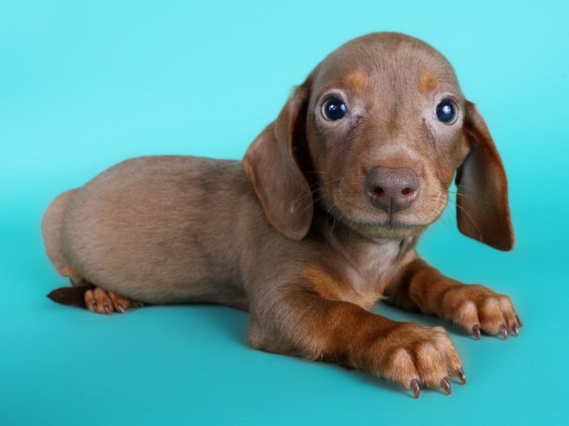Miniature Dachshund in Ashburn, VA