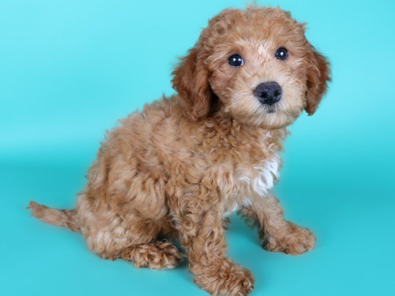 [#15146] Red Male Miniature Bernedoodle F1b Puppies For Sale #4