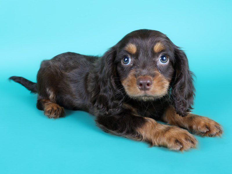 [#15144] Chocolate / Tan Male Cavapoo Puppies For Sale #4