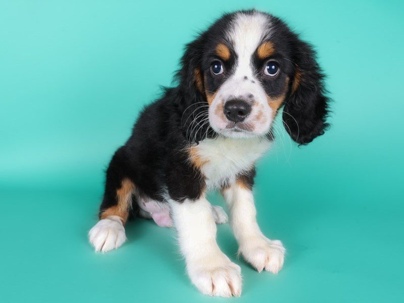 Miniature Bernese Mountain Dog-Dog-Male-Tri-Colored-5127143-XO PUPS