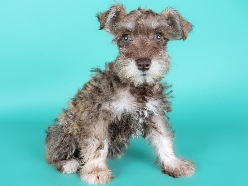 [#15143] Liver Female Miniature Schnauzer Puppies For Sale #4