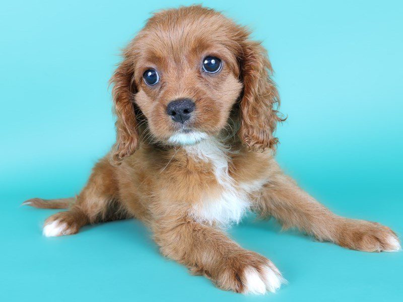 Cavapoo in Ashburn, VA