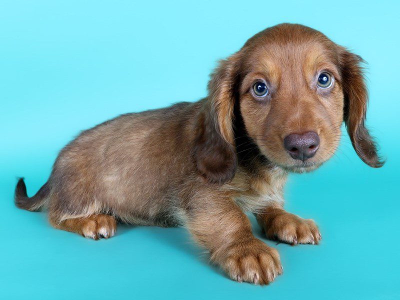 [#15141] Chocolate / Tan Male Miniature Dachshund Puppies For Sale #4