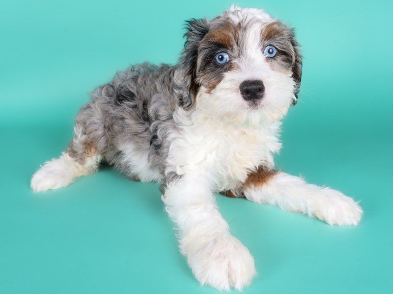 Miniature Bernedoodle-Dog-Male-Blue Merle / White-5127134-XO PUPS