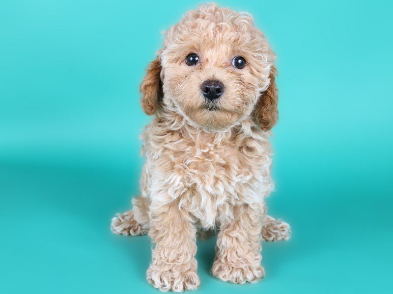 [#15139] Apricot Male Miniature Poodle Puppies For Sale #4