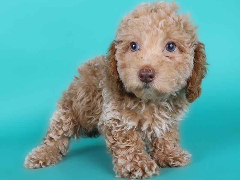 [#15138] Apricot Male Miniature Poodle Puppies For Sale #3