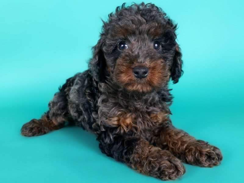 [#15137] Blue Merle Male Miniature Poodle Puppies For Sale #3